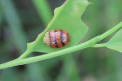 Paropsis obsoleta