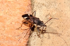 Dieuches maculicollis