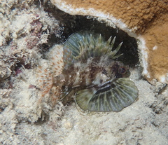 Dendrochirus barberi