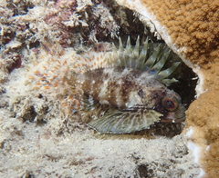 Dendrochirus barberi