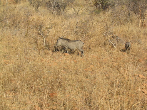 Southern Warthog