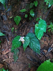 Begonia hirtella