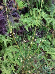 Acacia ptychoclada