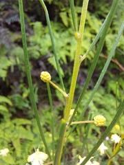 Acacia ptychoclada