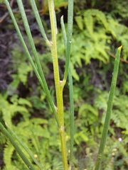 Acacia ptychoclada