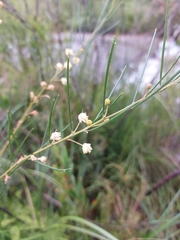Acacia ptychoclada