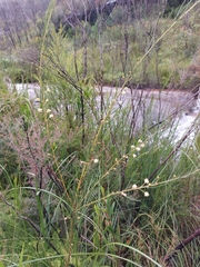 Acacia ptychoclada