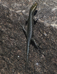 Cryptoblepharus litoralis litoralis