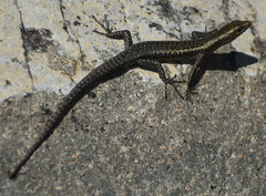 Cryptoblepharus litoralis litoralis