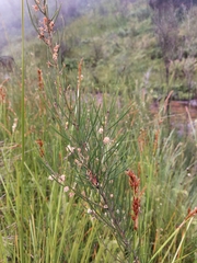 Acacia ptychoclada