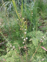 Acacia ptychoclada