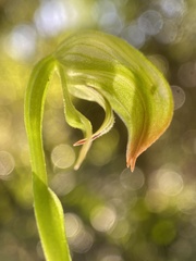 Pterostylis hispidula