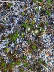 Coprosma talbrockiei
