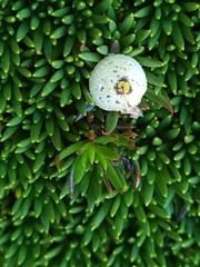 Coprosma talbrockiei