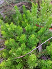 Persoonia chamaepitys