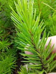 Persoonia chamaepitys