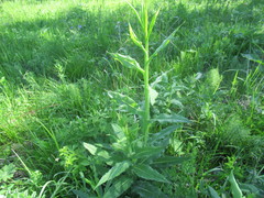 Saussurea parviflora