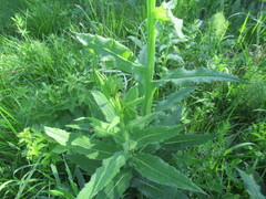 Saussurea parviflora