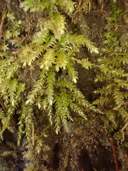 Oxyrrhynchium schleicheri