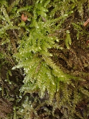 Oxyrrhynchium schleicheri