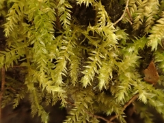 Oxyrrhynchium schleicheri