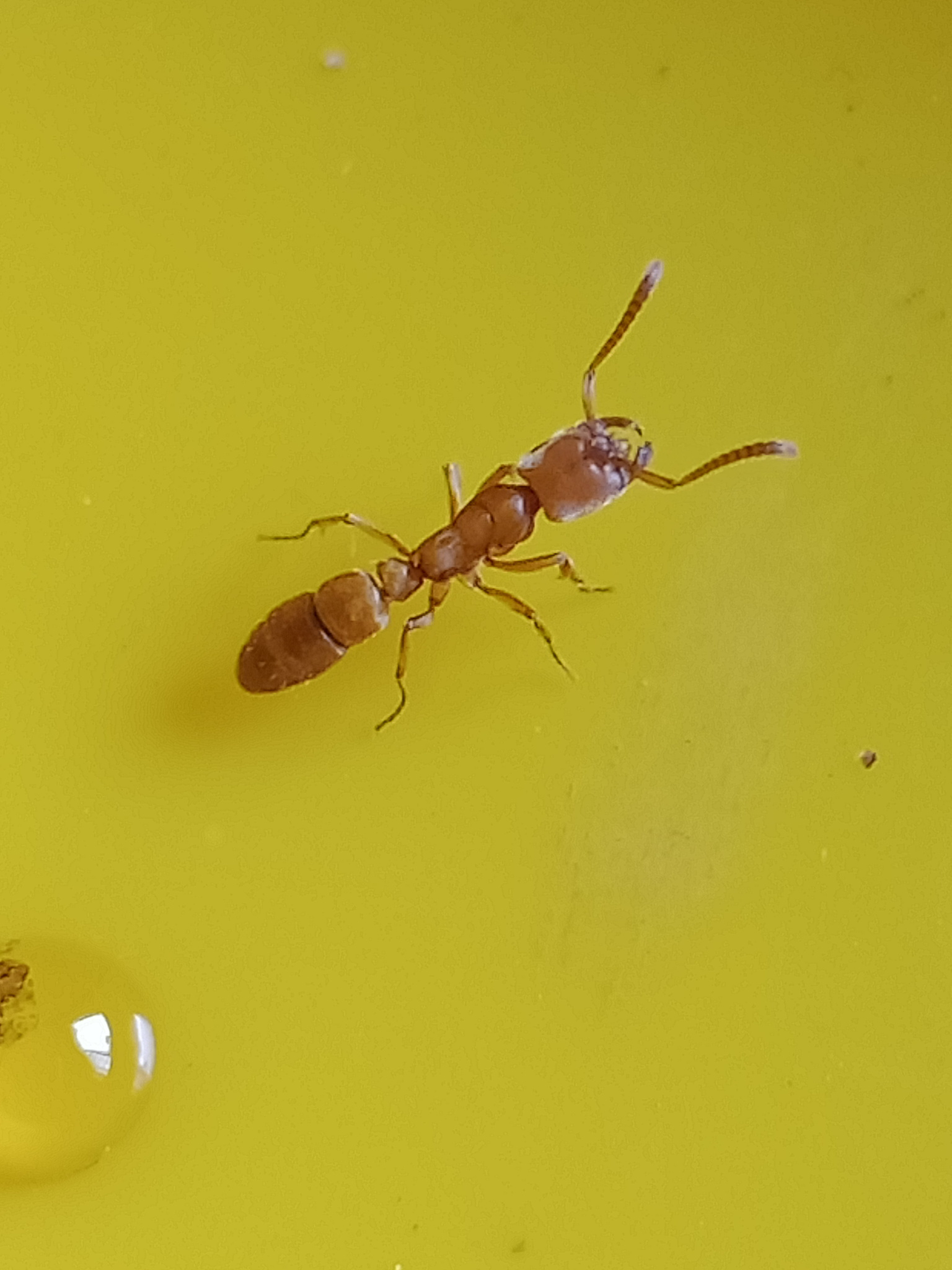Cryptopone testacea
