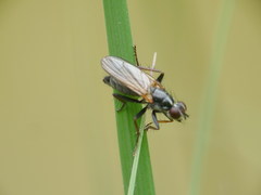 Cordilura pubera