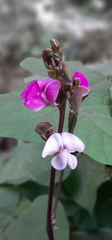 Lablab purpureus