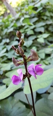 Lablab purpureus