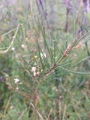 Acacia ptychoclada