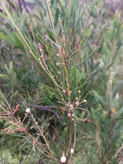 Acacia ptychoclada