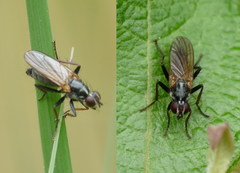 Cordilura pubera