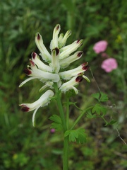 Fumaria flabellata