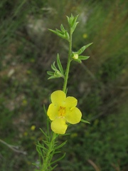 Verbascum orientale