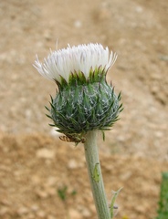 Tyrimnus leucographus