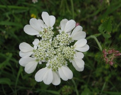 Tordylium officinale