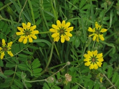 Securigera securidaca