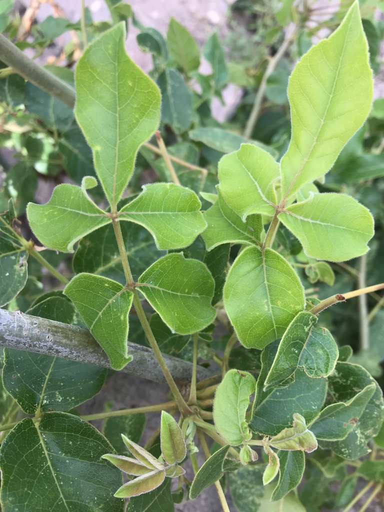 Commiphora edulis, Vhembe, Kruger National Park, ZA-NP, ZA