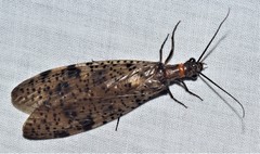 Archichauliodes guttiferus