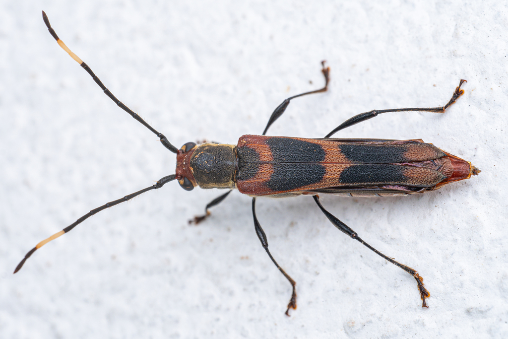 Thranius gibbosus