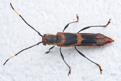 Thranius gibbosus