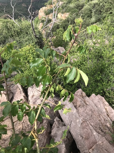 Commiphora edulis