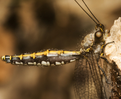 Suhpalacsa subtrahens