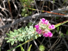 Indigofera rhodantha