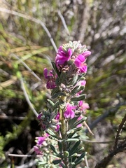 Indigofera rhodantha