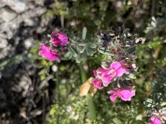 Indigofera rhodantha