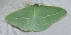 Chlorocoma stereota
