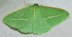 Chlorocoma stereota