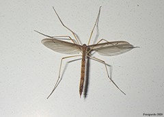 Pediciidae