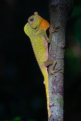 Lyriocephalus scutatus